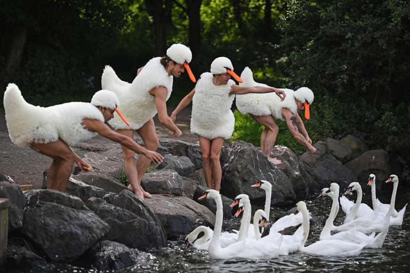 aduladores disfrazados de cisnes blancos